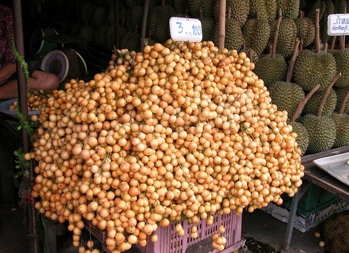 [Baccaurea%2520dulcis%255B2%255D.jpg]