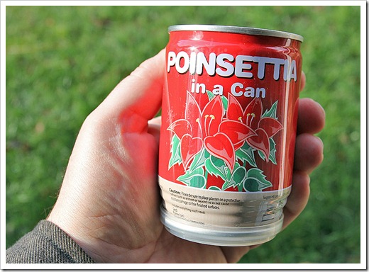 111210_poinsettia_in_a_can_002