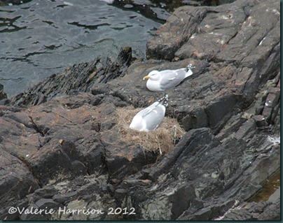 31-nesting-herring-gulls