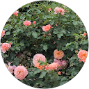 Image Google de Anne-Marie Raymond