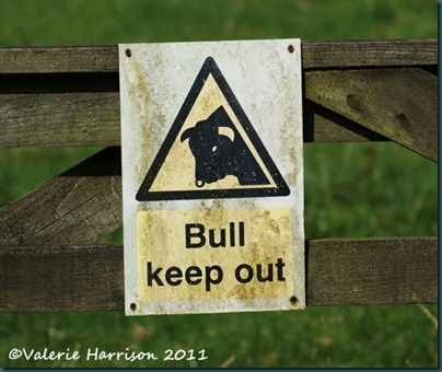 6-beware-of-the-bull