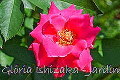 13   - Glória Ishizaka - Rosas do Jardim Botânico Nagai - Osaka