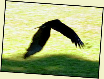 05f - Flight demo - Yellow Headed Vulture 2
