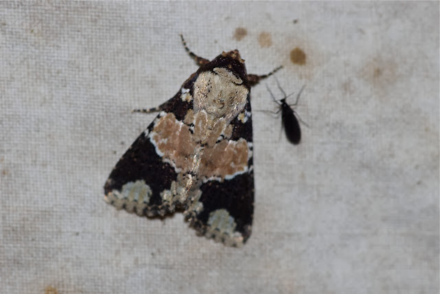 Noctuidae : Amphipyrinae : Condica cupentia (CRAMER, 1780). Los Cedros, 1400 m, Montagnes de Toisan, Cordillère de La Plata (Imbabura, Équateur), 18 novembre 2013. Photo : J.-M. Gayman