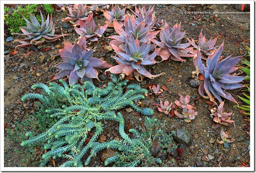 140208_RBG_Euphorbia-myrsinites- -Aloe-striata-x-maculata_001