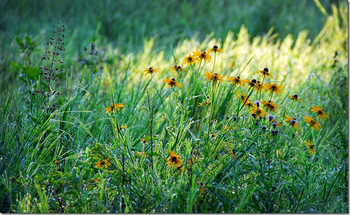 Yellow Flowers