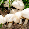 St. George's mushroom; Seta de San Jorge