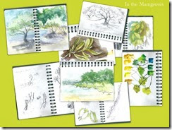 sketches of mangroves