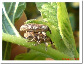 foto kumbang weevil kawin