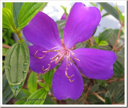 01-14-tibouchina