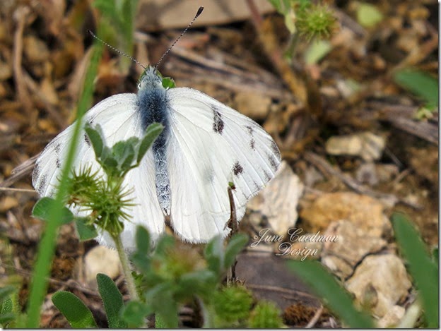 Checkered_White_Butterfly