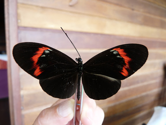 Heliconius melpomene melpomene karschi RIFFARTH, 1900, mâle. Rivière Comté. 3 janvier 2012. Photo : C. Chazal