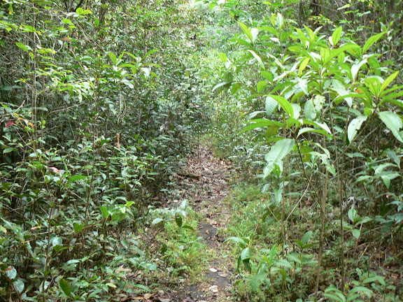 Layon près de Camp Caïman (Montagne de Kaw, Guyane), 14 novembre 2011. Photo : C. Renoton