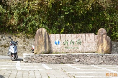 0222 183  - 新白楊