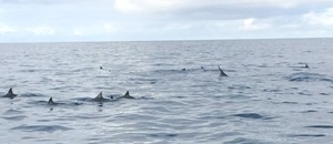 dolphins (1 of 1)