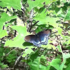 Red-Spotted Purple