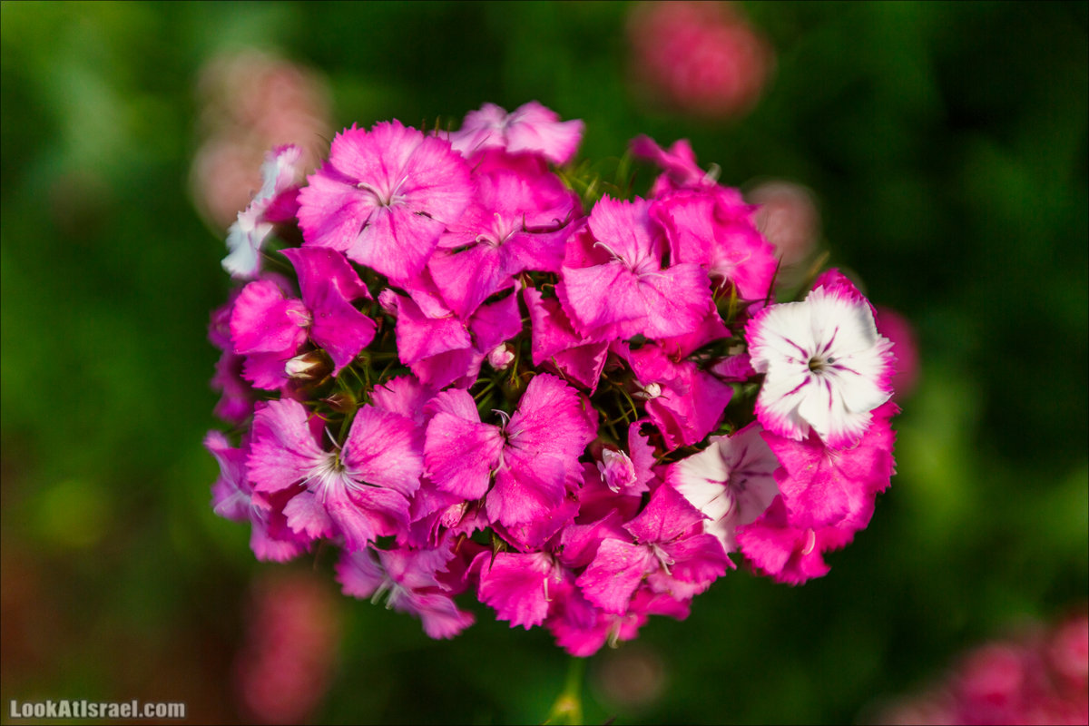 Сельскохозяйственная школа Хава бе-Эден | Hava be-Eden farm | LookAtIsrael.com - Фото путешествия по Израилю | חווה בעדן