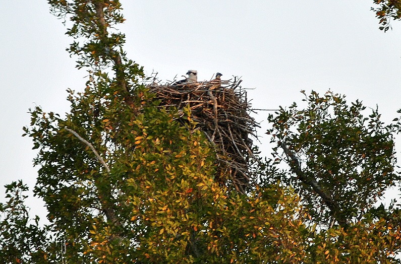 [08---Eco-Pond---Osprey-Nest-with-Mom%255B2%255D.jpg]