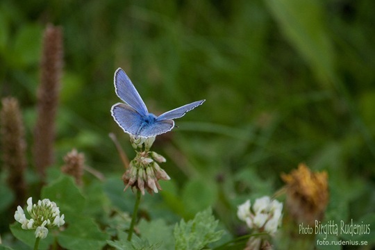 butterfly_20110729_blue6