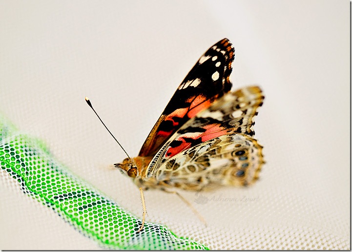 painted lady close up