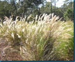 grass seedheads - touch