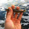 Logperch darter