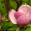 Arboretum Bolestraszyce - magnolia