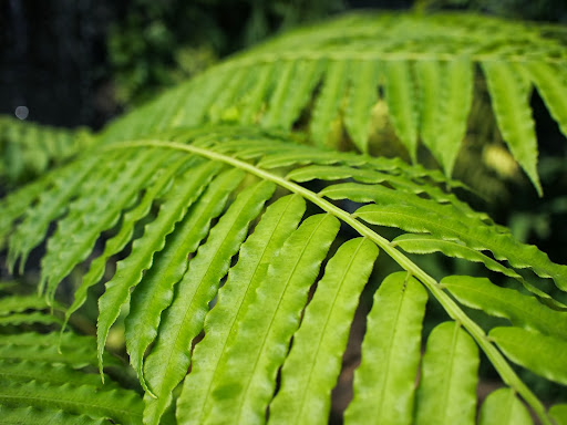 [写真]温室の中の熱帯植物(4)