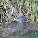 American Coot, Juvenile