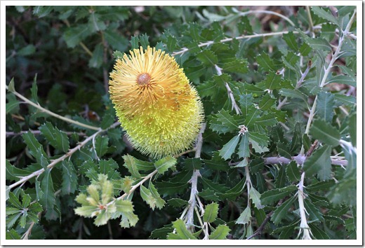 130119_UCDA_AustralianCollection_UNID-banksia_01