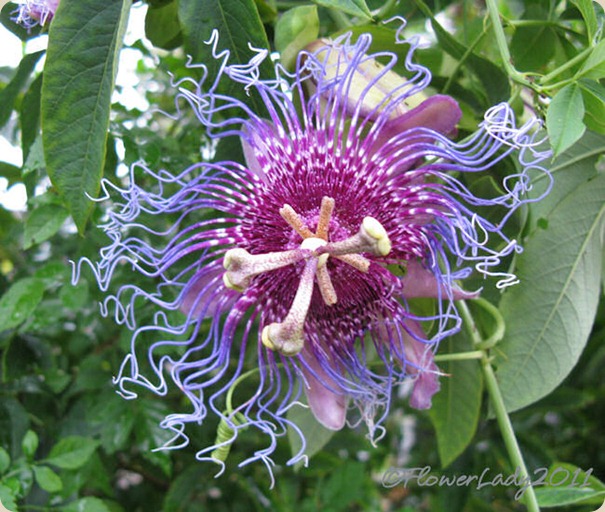 10-19-passion-flower3