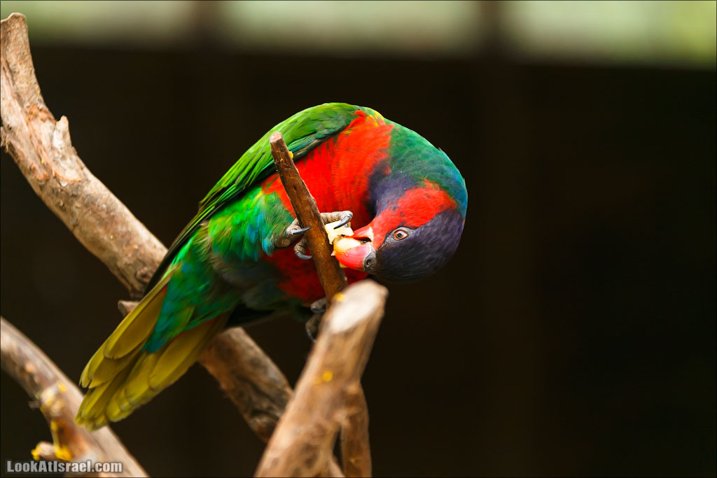 Ган Гуру - парк с кенгуру и другими австралийскими животными | Gan Guru | גן גורו | LookAtIsrael.com - Фото путешествия по Израилю