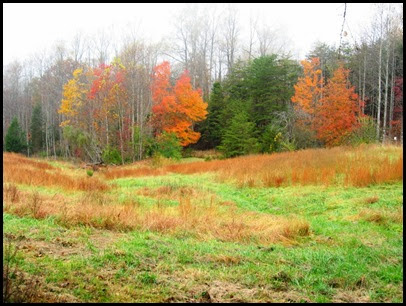 Fall field