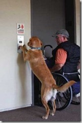 cane ascensore