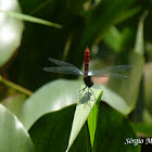 Blue, red and black dragonfly