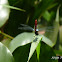 Blue, red and black dragonfly