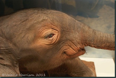 21-baby-elephant