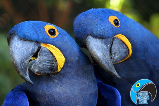 [1-arara-azul-animais-em-extincao%2520c%25C3%25B3pia%255B2%255D.jpg]