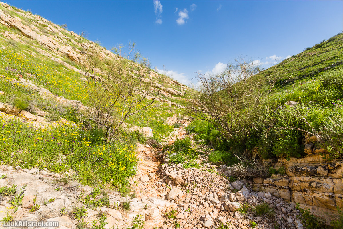 LookAtIsrael.com - Ручей (нахаль) Талкид | Nahal Talkid | נחל תלקיד