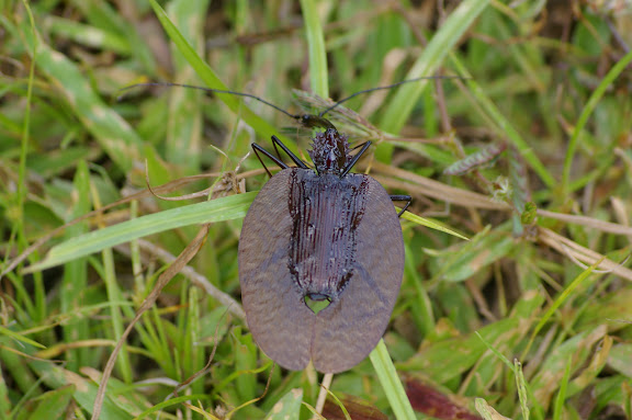 Carabidae : Mormolycinae : Mormolyce castelnaudi DEYROLLE, 1862 ("Scarabée violon"). Sukau (Sabah), 4 août 2011. Photo : J.-M. Gayman