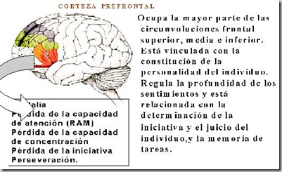 corteza prefrontal2