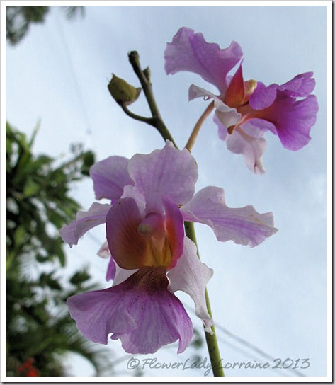 03-14-vanda-orchids