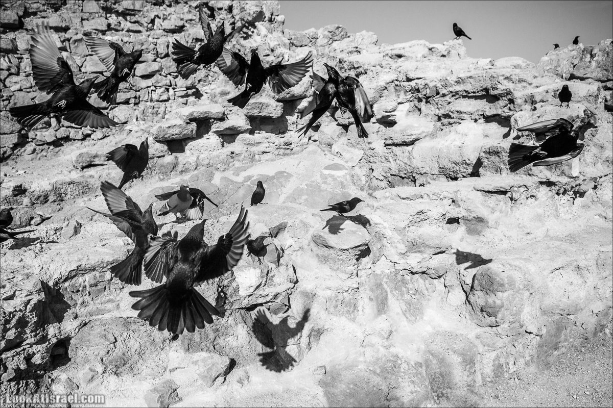 LookAtIsrael.com - Танцующие птицы в крепости Массада | Dancing birds in Massada