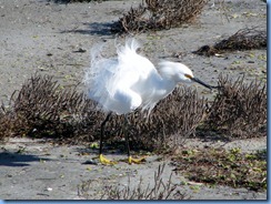 6240 Texas, South Padre Island - Birding and Nature Center guided bird walk - Snowy Egret