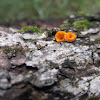 Orange Cup fungus
