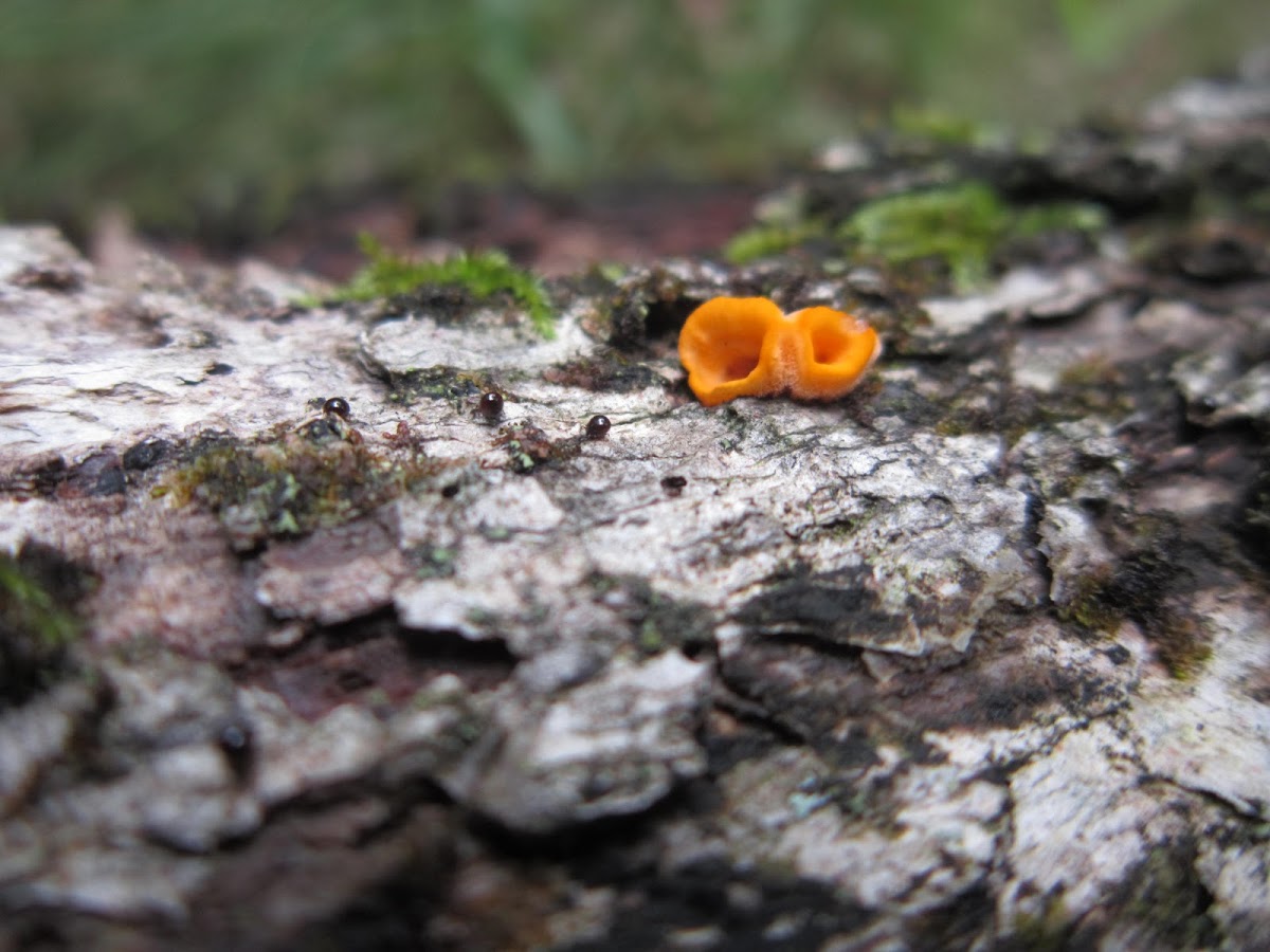 Orange Cup fungus
