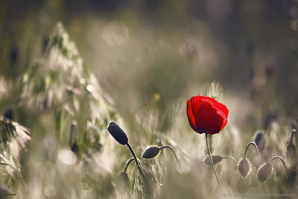 [Red-flower-in-field-Azerbaigan6.jpg]