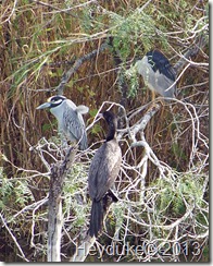 Neotropic Cormorants and the Black and Yellow Crowned Night Herons