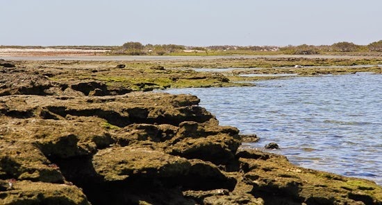 Laguna San Ignacio Shoreline
