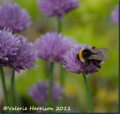 bumble-on-chives